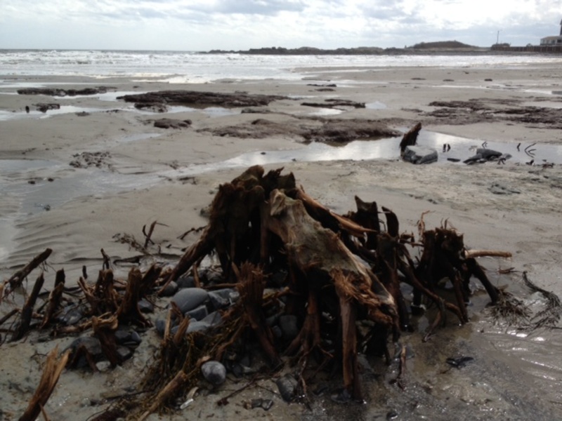 Tree roots such as this will be removed from Gooch's Beach in Kennebunk.