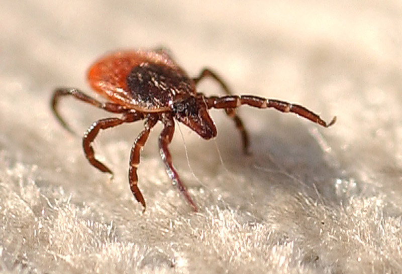 A female deer tick on the corduroy flag used by researchers to collect ticks along a trail through Crescent Beach Park.