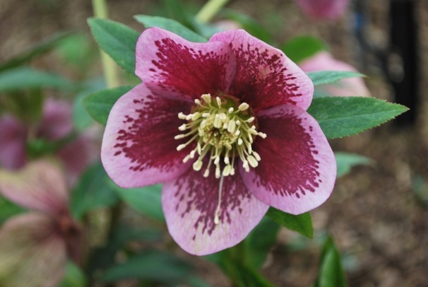 The Lenten rose is an early bloomer in southern Maine.