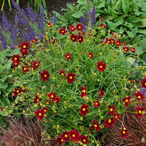 Coreopsis “Mercury Rising” is hardy to Zone 5, which includes southern and parts of central Maine, and blooms all summer, according to Jim Masse, nursery manager for Estabrooks in Yarmouth.