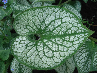 “Sea Heart” Brunnera has caught the eye of Elaine Bouchard of Skillins Greenhouses in Falmouth.