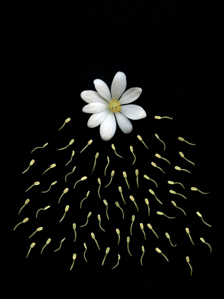 Fred Michel’s “Sanguinaria Canadensis, Helleborus,” left, digital photograph