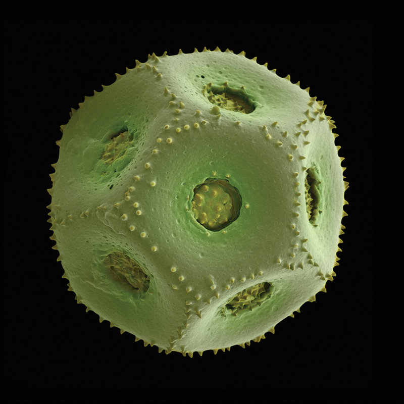 Rob Kesseler’s hand-colored photo-micrograph of a greater stitchwort pollen grain