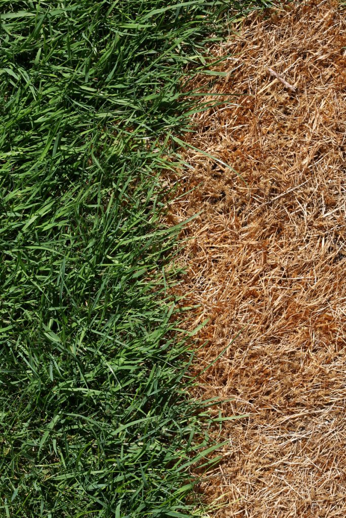 For grass damaged by winter salt: Rake or dethatch it, leaving about a quarter inch of loose top soil. Then add a starter fertilizer and some compost, peat or manure. Rake in some grass seed and water it.