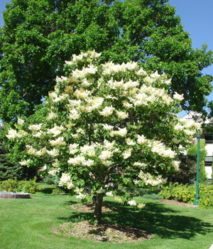 Consider a Japanese tree lilac if you get a lot of road salt in your yard, because it resists salt's effects.