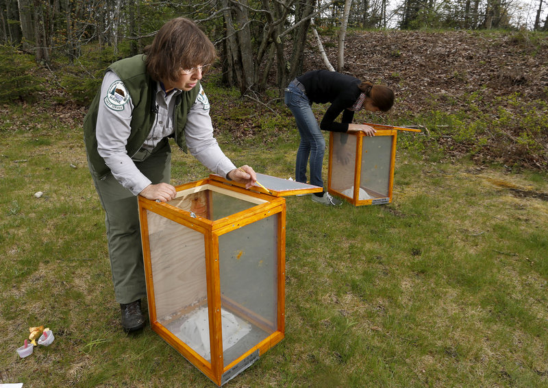 Charlene Donahue, a forest entomologist with the state of Maine, and ecology technician Natashia Manyak of the University of Massachusetts at Amherst released parasitic flies at Two Lights State Park in Cape Elizabeth on Thursday in an effort to help control the winter moth population and minimize its damage to trees and shrubs.