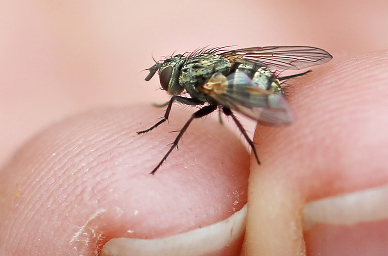 Parasitic flies like this one were released at Two Lights State Park in Cape Elizabeth and in Harpswell last week to help control the winter moth.