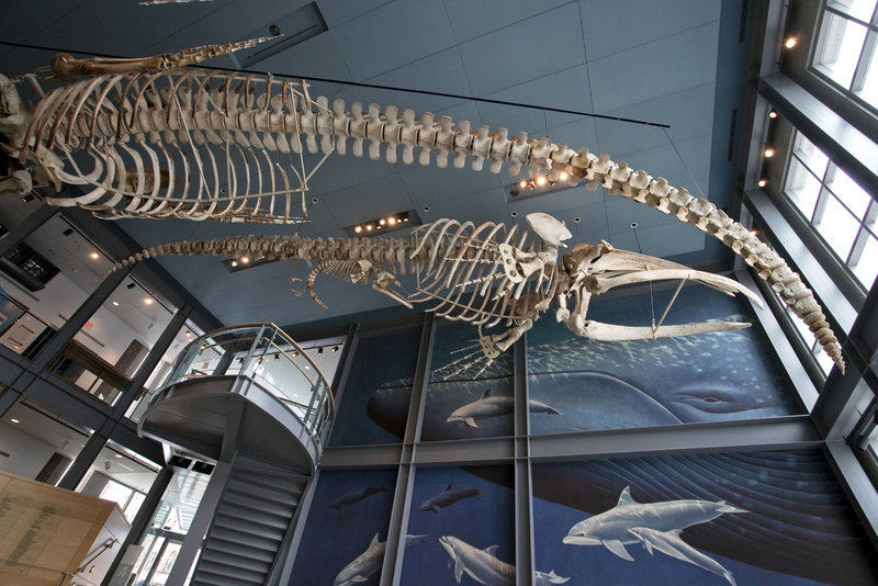 A new tourism effort, dubbed “SoNew,” highlights areas of interest in southern New England like the Jacobs Gallery of the whaling museum in New Bedford, Mass.