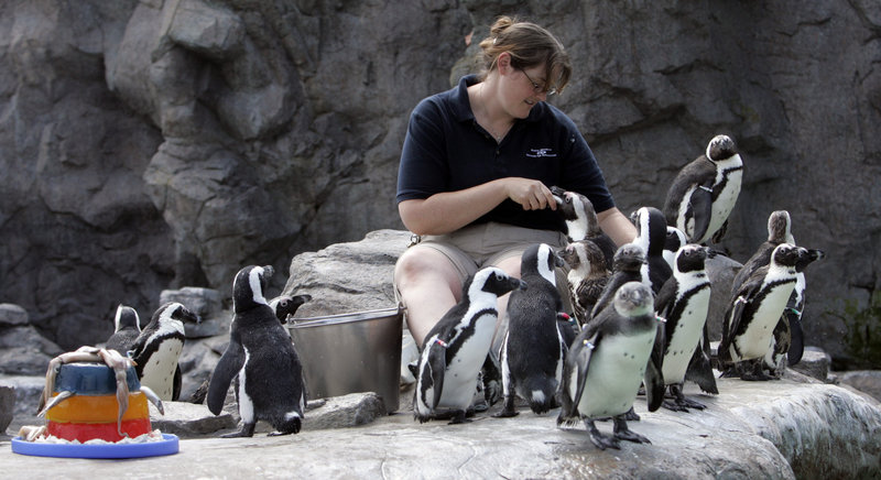 African black-footed penguins are on exhibit at the Mystic Aquarium in Mystic, Conn. A new campaign is designed to lure tourists to Massachusetts, Rhode Island and Connecticut.