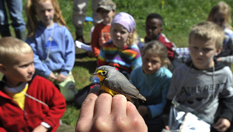 Patrick Keenan holds a Canada warbler for students. “At River Point, we’re interested in timing, abundance and diversity of migratory songbirds,” he said.