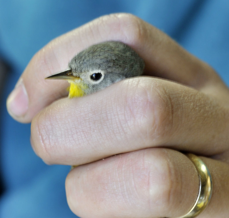 Biologist Kevin Regan holds a Nashville warbler that had been netted and was being banded before its release.