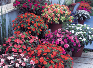 SunPatiens will grow in full sun, but if they replace impatiens suffering from downy mildew in the shade, it’s best to choose shorter ones.