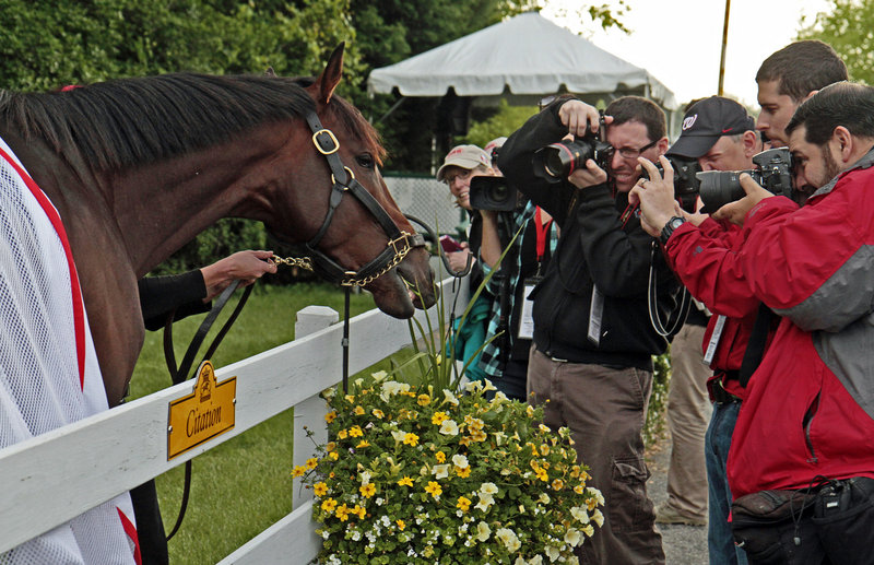 Kentucky Derby winner Orb grabs a snack outside the stakes barn at Pimlico Race Course on Wednesday. Orb was made the even-money favorite for the Preakness.