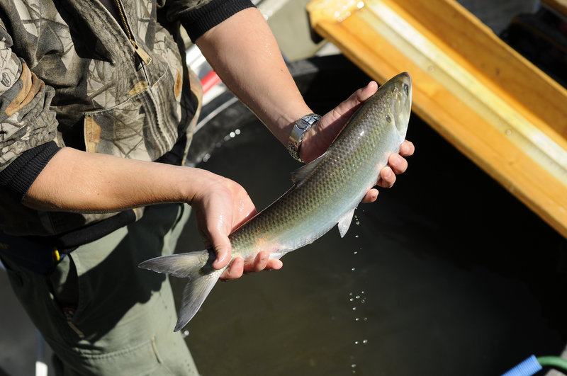 Shad like this one grow to up to 30 inches in length, with weight generally between 3 to 5 pounds. “What we are seeing now is the resurgence of the shad population. I think that we have hit the critical mass point,” said Nate Gray, a fisheries scientist with the Department of Marine Resources.
