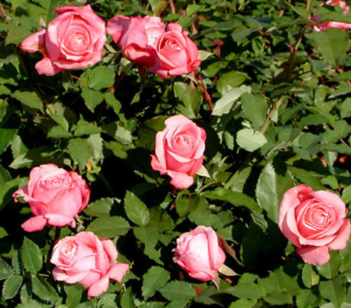 Belinda’s Dream was the first to be designated an Earth-Kind rose. A rose circle at Deering Oaks will be planted this year as a test station for Earth-Kind roses.