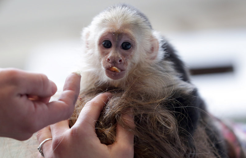 Mally, now 20 weeks old, sits on the head of an animal shelter staffer in Munich, Germany.