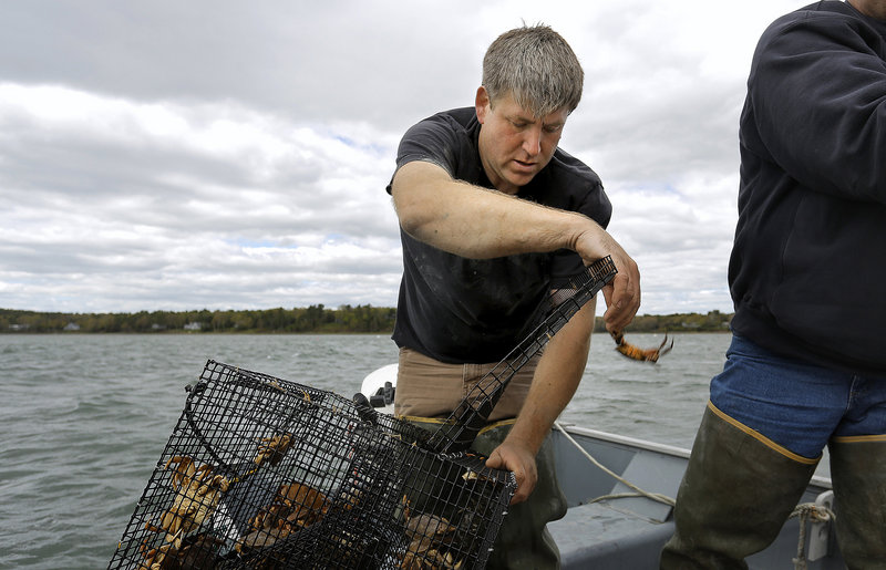 Chad Coffin, president of the Maine Clammers Association, sorts through a trap off the coast of Freeport Friday, looking for green crabs. He believes the proliferation of these crabs could have a “dire” impact on soft-shell clams.