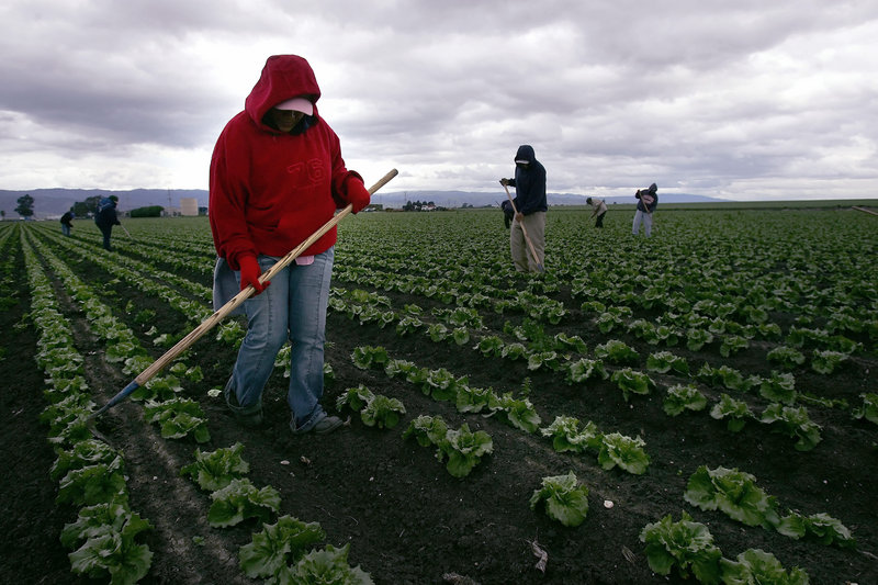 A migrant worker tends lettuce crops in Salinas, Calif., in 2006. Citing the number of permanent residency cards granted each year, a reader says the U.S. is “more than charitable” to immigrants.