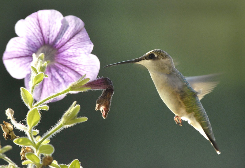 Ruby-throated hummingbirds, with their telltale hovering flight and appetite for nectar, arrive later than other migratory species, usually in early May.