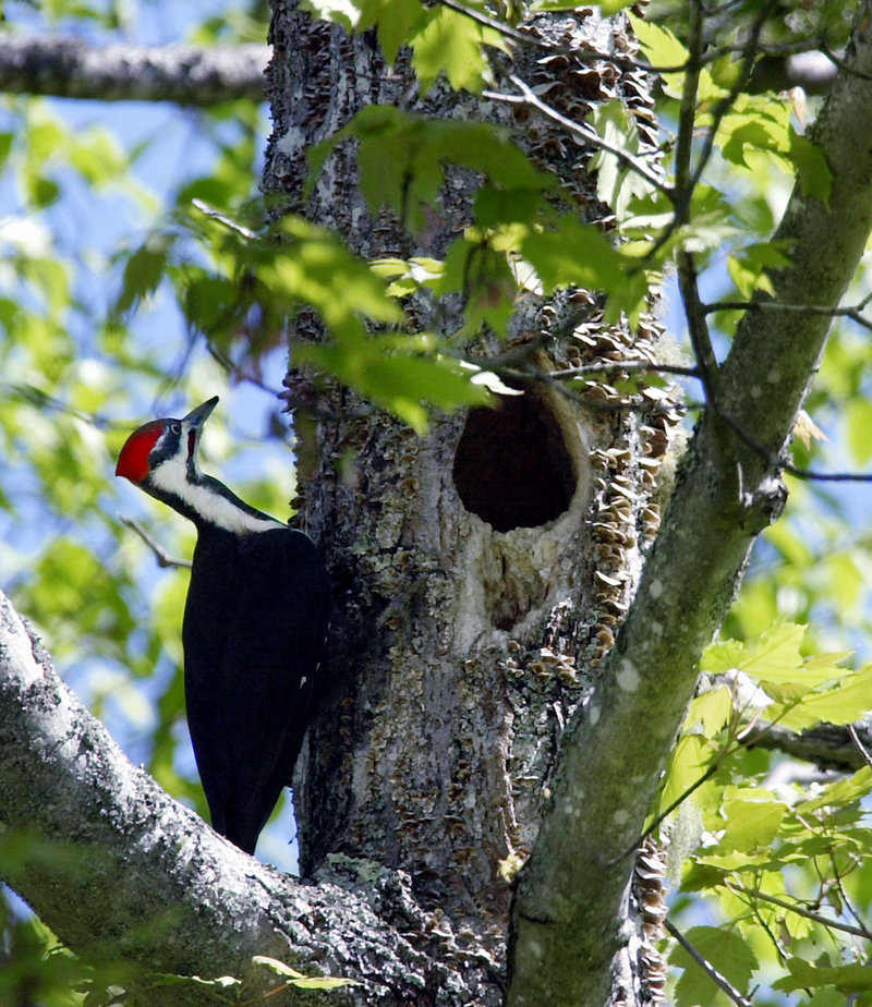The pileated woodpecker is very fond of carpenter ants. These hard-working birds can burrow deep into a tree, then use incredibly long barbed tongues to harpoon insects.