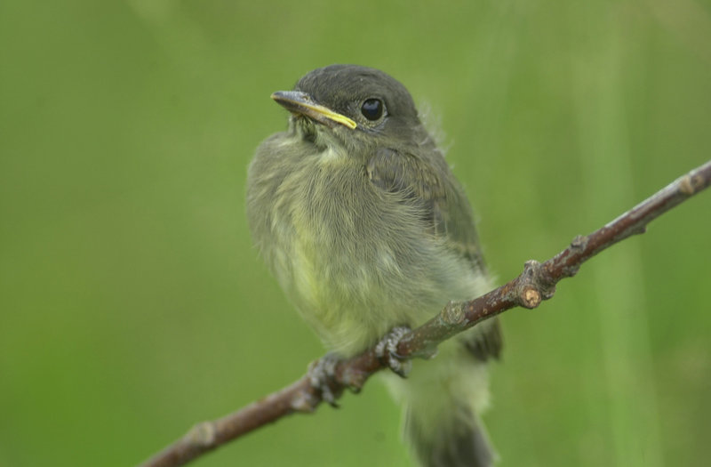 The Easter phoebe depends on catching flying insects for food, so these birds aren’t seen in Maine until April.