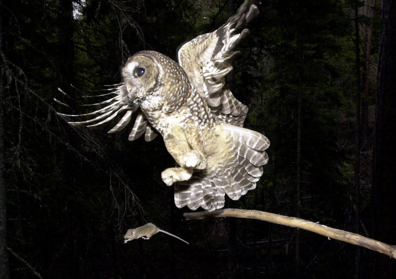 In the West Coast marijuana-growing region known as the Emerald Triangle, scientists want to know if rat poison spread around illegal pot farms is killing spotted owls such as this one being offered a mouse by a biologist in Oregon.