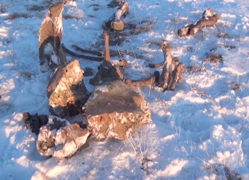 When researchers used a pole pick to break ice cavities in this mammoth carcass, “the blood came running out,” they said. This image was taken from Russian television.
