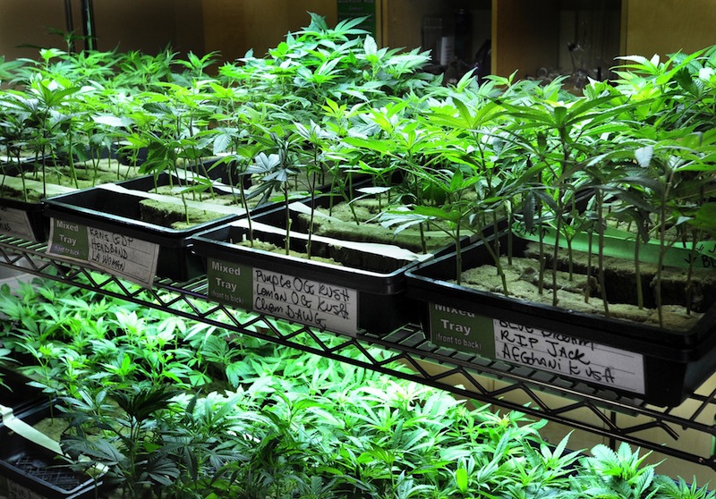 In this August 2012 file photo, many varieties of marijuana seedlings are on display. A national group that wants to legalize marijuana is taking advantage of this weekend's high-profile beer festival in Portland by handing out fliers saying marijuana is safer than alcohol.