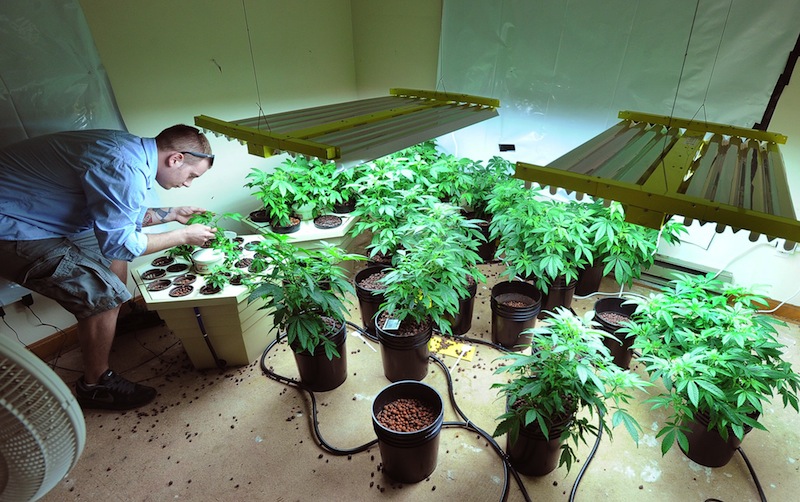 In this May 2011 file photo, Robert Rosso, a state-licensed medical marijuana grower, tends to his plants. The Portland City Council voted unanimously Monday to hold a public hearing July 15 on whether the city should legalize recreational use of marijuana.
