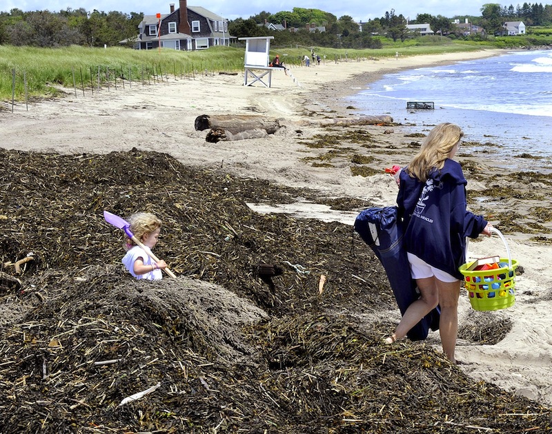In this June 2012 file photo, 3-year-old Casey Chaney, of Scarborough, keeps up with her grandmother Phyllis Allen from Martinsville, Virginia as they help clean up rockweed at Scarborough State Park following a storm. Maine officials are encouraging Mainers to explore the outdoors by offering free admission at state parks and historic sites on Father's Day.