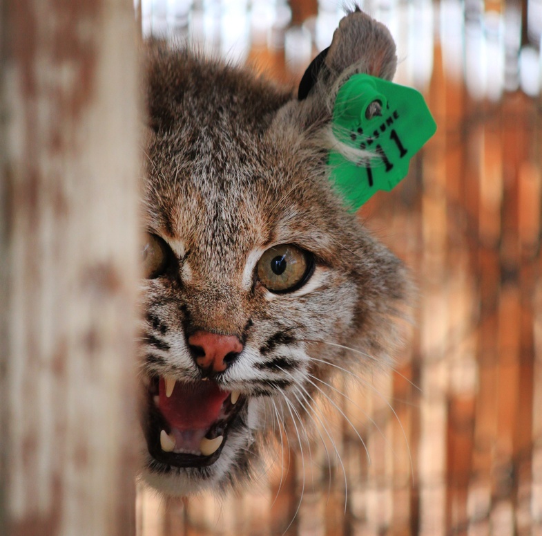 A female bobcat is shown at a wildlife refuge in New Mexico. A man shot a bobcat to death in Massachusetts after he it attacked him, he said.
