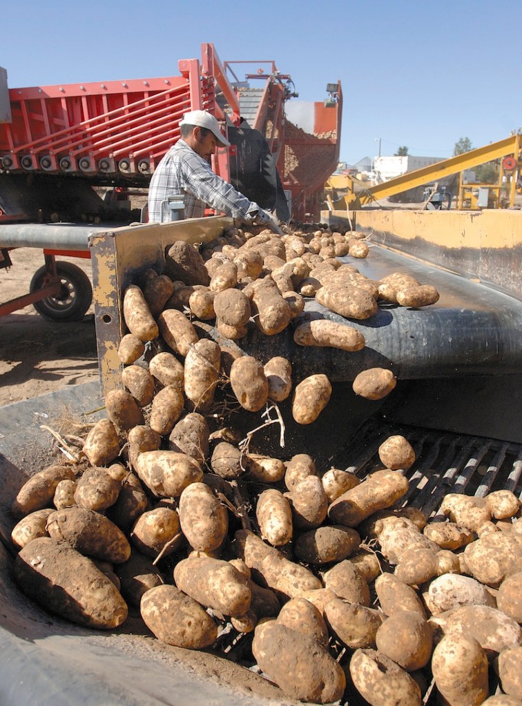 Potatoes are harvested at farm west of Idaho Falls , Idaho, in this September 2010 file photo. A U.S. wholesale grocer says America's potato farmers are running an illegal price-fixing scheme, driving up spud prices while spying on farmers with satellites to enforce strict limits on how many tubers they can grow. (AP Photo/Post Register, Robert Bower)