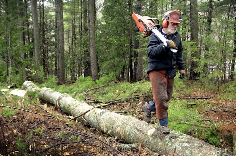 In this 2004 file photo, a logger from Jay, Maine, moves on after felling and de-limbing a white pine in East Dixfield, Maine. Gov. LePage blasted a state senator's roots in northern Maine and the logging industry on Thursday, June 20, 2013. "People like Troy Jackson, they ought to go back in the woods and cut trees and let someone with a brain come down here and do some work," LePage said.