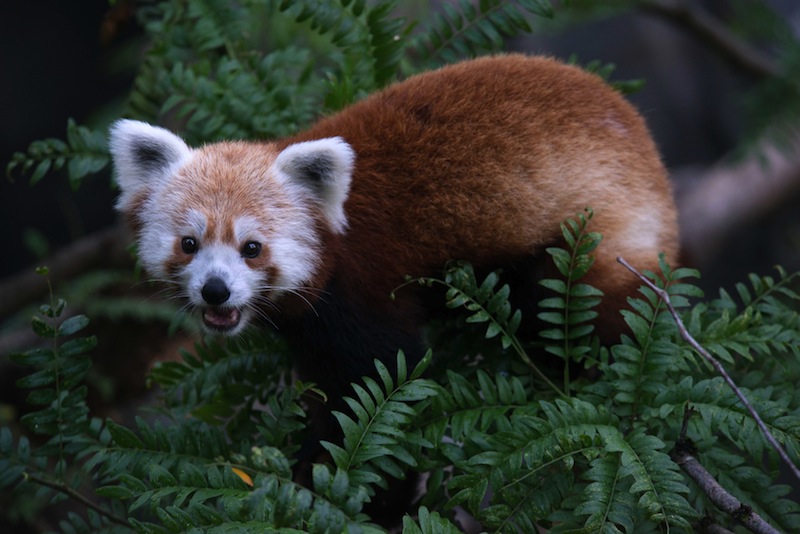 This undated handout photo provided by the National Zoo shows a red panda that went missing from its enclosure at the zoo in Washington. National Zoo spokeswoman Pamela Baker-Masson says animal keepers discovered the male red panda named Rusty was missing Monday morning. Red pandas are in a separate family from giant pandas and are listed as vulnerable in the wild. (AP Photo/Smithsonian’s National Zoo, Abby Wood) Red Panda- Rusty