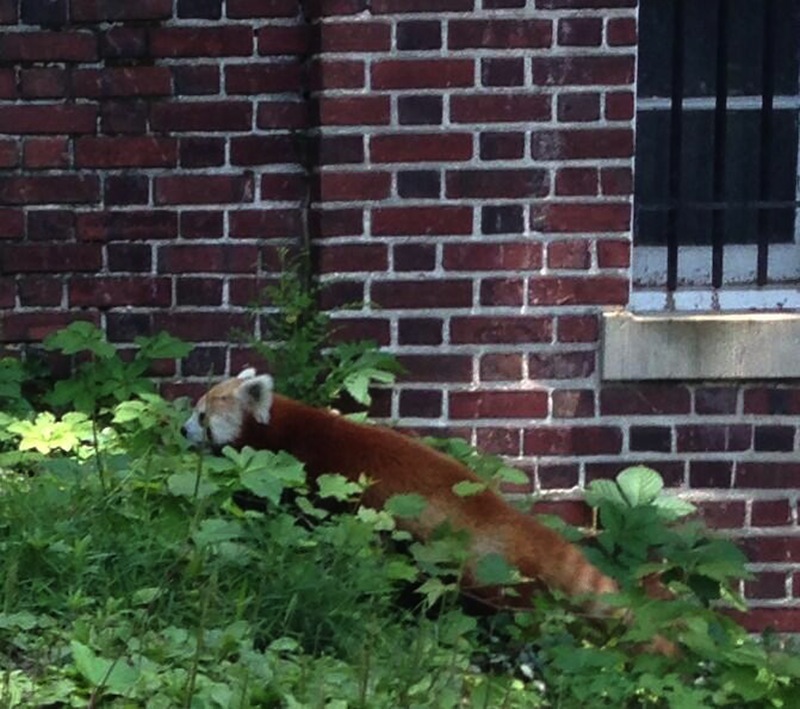 This photo provided by Ashley Foughty shows a red panda in a Washington neighborhood, Monday, June 24, 2013. Animal keepers from the National Zoo captured the red panda, a male named Rusty, in a bush in the Adams Morgan neighborhood Monday after it went missing from its enclosure at the zoo. (AP Photo/Ashley Foughty)