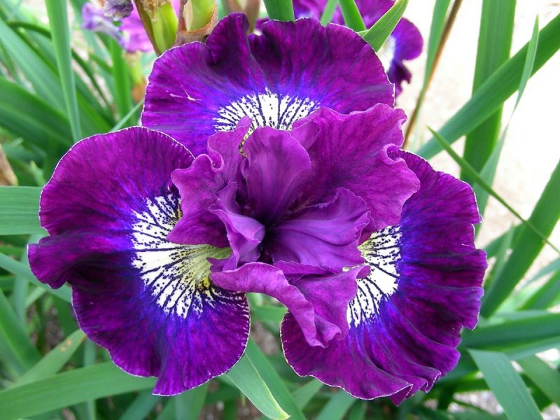 The "Crimson Fireworks" iris is a stunning hybrid.