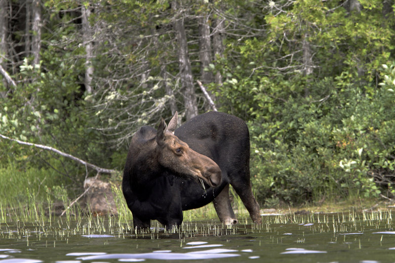 A record 4,000 hunters have won a chance to hunt Maine's signature beast. (AP File Photo / Pat Wellenbach)