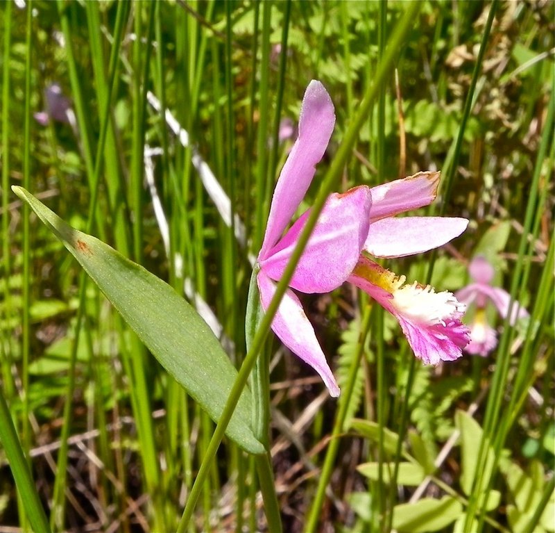 The rose pogonia orchids are among the most picturesque flora on the grounds by the lake.