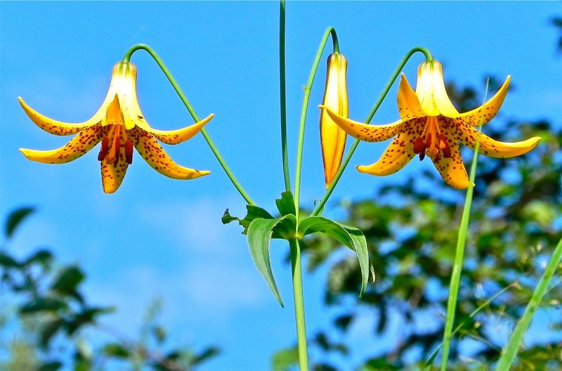 The Canada Lily nods on the banks of Lake Cobbossee, an indication that summer has arrived.