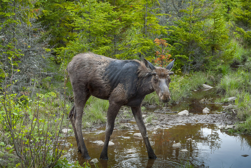 Young moose like this one molting at a water hole near Lily Bay Road can be a common sight if you know where to look, and even if you don't you can always seek the expertise of a guide.