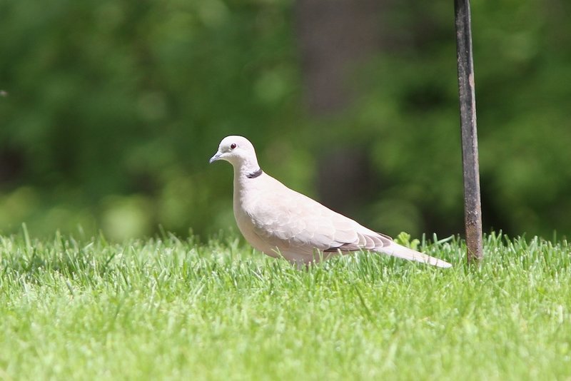 A distinct black band, edged with white, reveals this handsome bird in Doug Hitchcox’s Falmouth yard to be the first Eurasian collared dove reported in Maine.