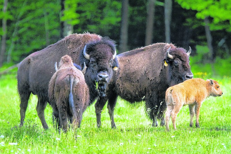 Bison graze in the field behind the century-old barn in Berwick that in 1972 became the Hackmatack Playhouse.