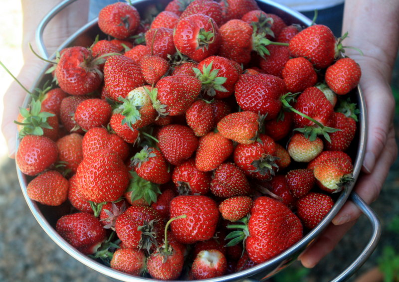 Eaten straight from the garden, garnishing a drink or topping a salad or dessert, fresh Maine strawberries say “summer,” and they’re nearing the peak of ripeness now.