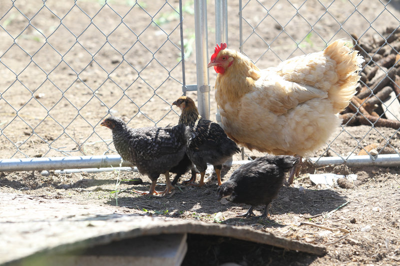Mommy, one of Leslie Suitor’s chickens, raises her allotment of incubator-born chicks. When the pullets reach egg-laying age, they’ll have a job with Rent-A-Chicken.