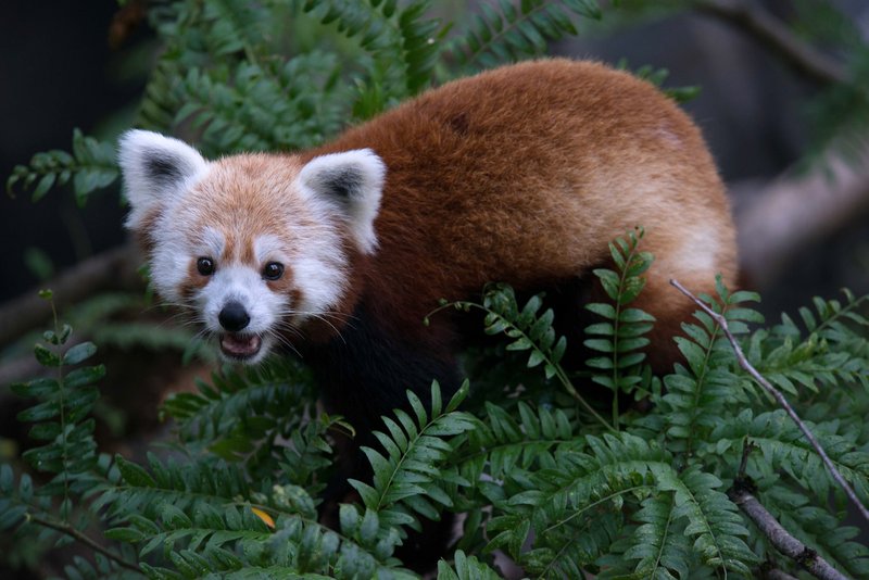 A photo provided by the Smithsonian’s National Zoo shows a red panda that disappeared from its enclosure at the zoo in Washington.