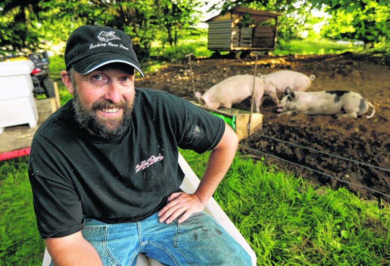 Jeremy Gross of Snohomish, Wash., feeds his pigs stems, roots and other by-products of medical marijuana production. His aim is to produce pork products with a unique taste.