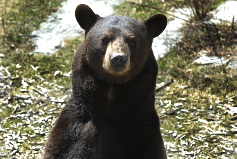In this April 2009 file photo, a brown bear looks around at the Maine Wildlife Park in Gray. A coalition that wants another statewide vote aimed at banning the use of bait, traps and dogs to hunt bears is launching a petition drive in Maine.