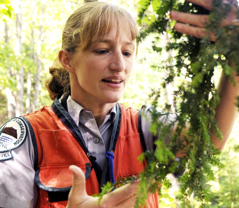 Entomologist Allison Kanoti checks the undersides of hemlock tree branches in Harpswell for hemlock woolly adelgid, an invasive insect that feeds off the tree's sap, in 2010.