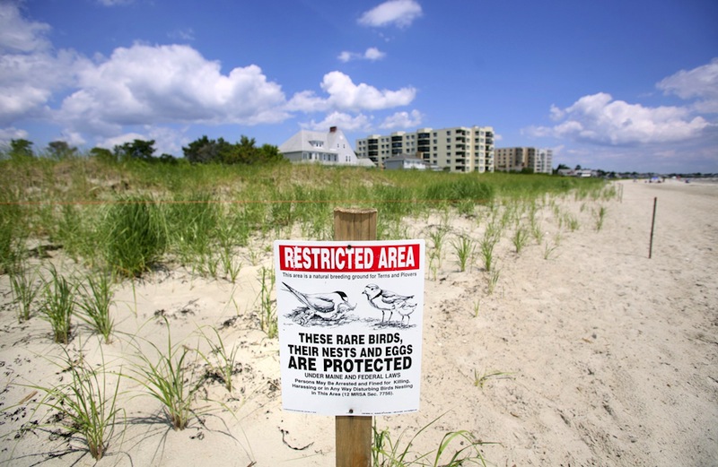 In this 2011 file photo, signs showing a protected area for piping plovers in Old Orchard beach. Maine Game Wardens and federal authorities are seeking a witness in the death of a federally protected Piping Plover chick, which they say was killed by a dog on a Scarborough beach.