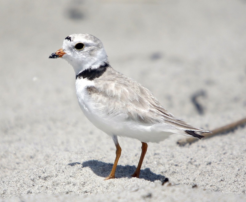 In this 2011 file photo, an adult piping plover on the Old Orchard Beach near a protected nesting area.